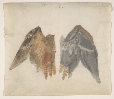 Pair of Bird Wings Study by Albrecht Dürer