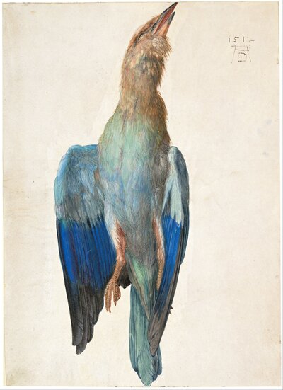 Dead Bird Study (European Roller) by Albrecht Dürer