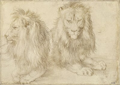 Two Lions Study by Albrecht Dürer